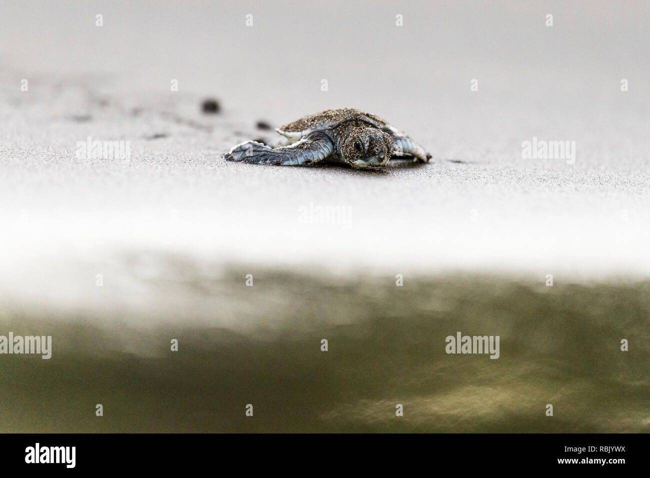 Grüne Meeresschildkröte Hatchling" auf dem Weg zum Karibischen Meer nach dem Schlüpfen in Tortuguero National Park Stockfoto