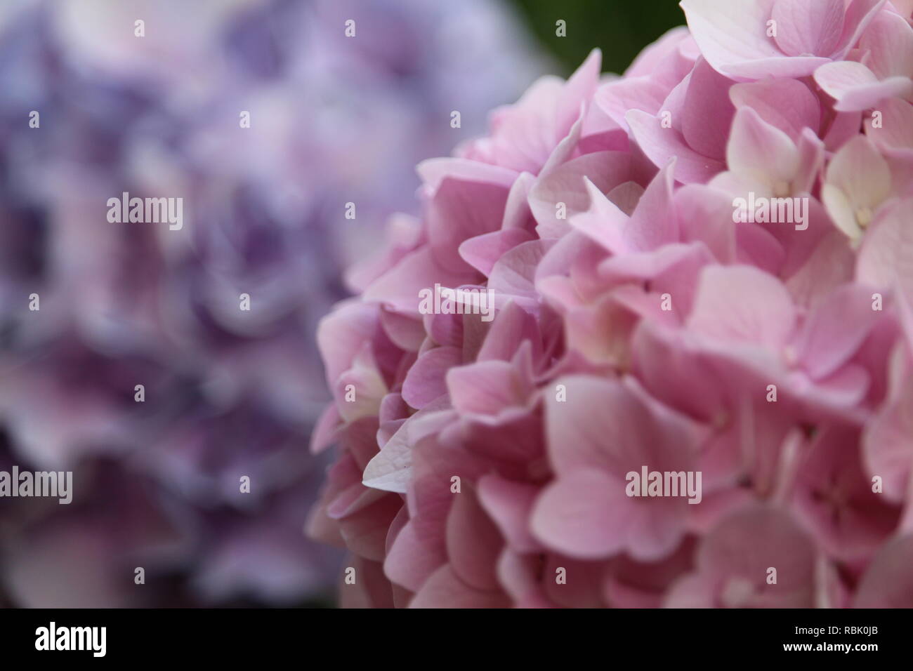 Blume rosa, in der Nähe Stockfoto