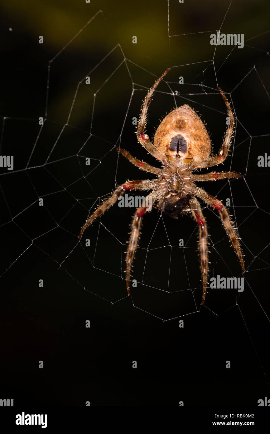 Spinne im Netz in der Gegend von San Jose de Costa Rica Stockfoto