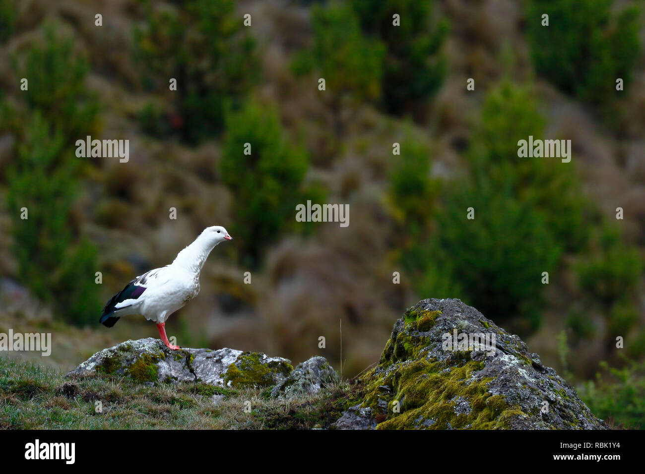 Andengemeinschaft Gans (Chloephaga melanoptera) auf dem Grünland in seiner natürlichen Umgebung in der puna thront. Stockfoto