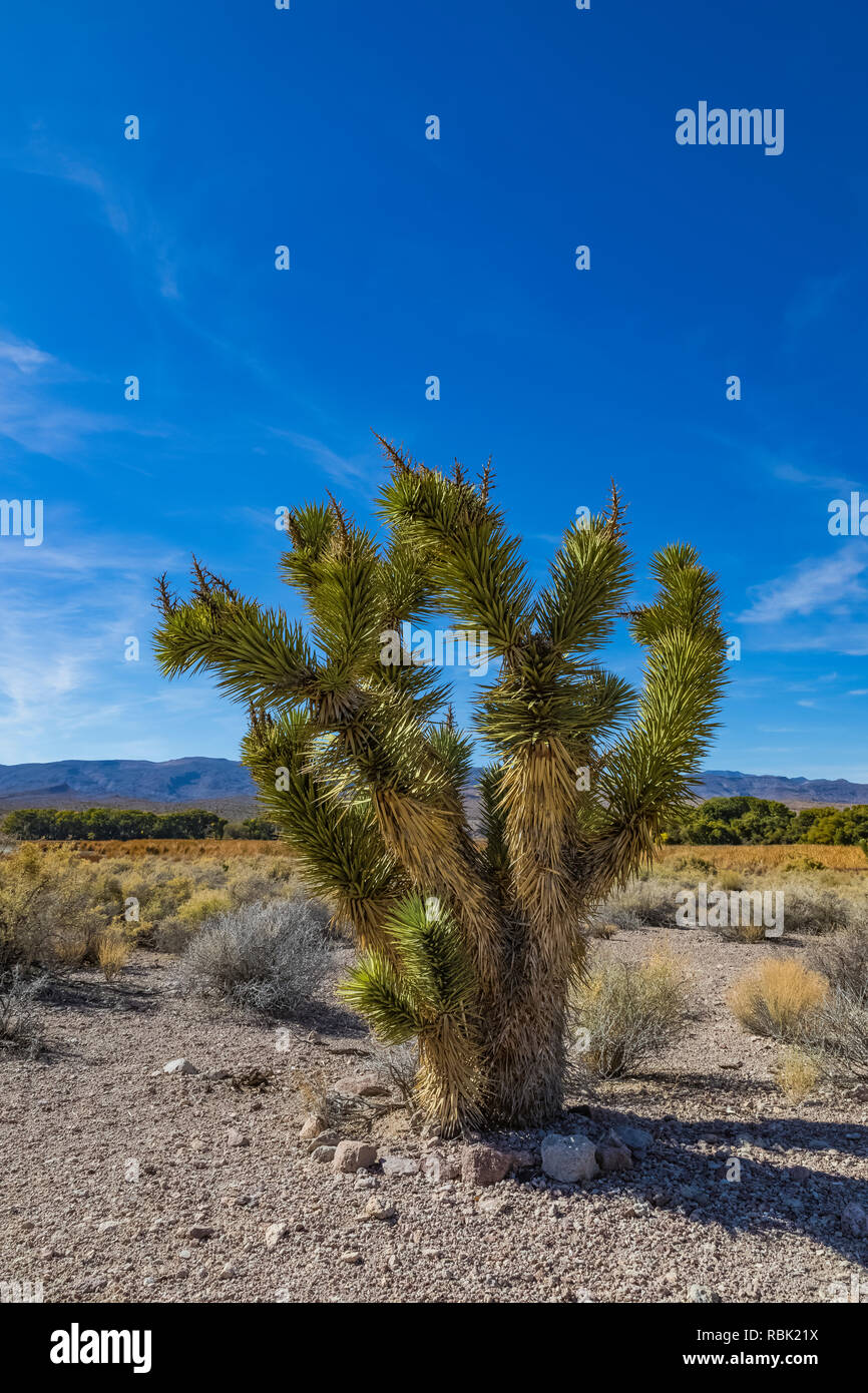 Joshua Tree, Yucca Buergeri, in der Mojave-wüste, Pahranagat National Wildlife Refuge am Highway 93 in Nevada, USA Stockfoto