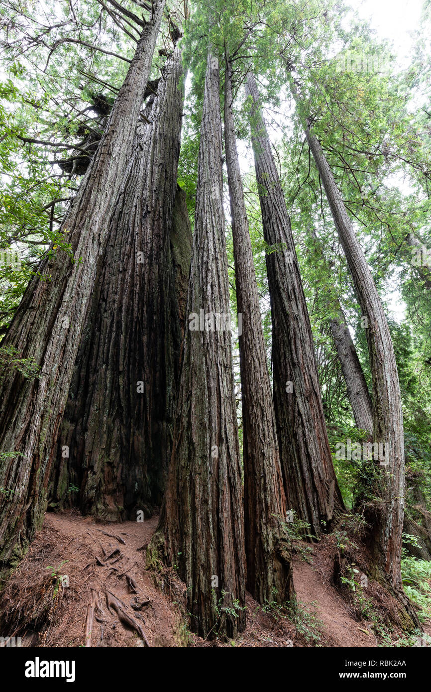 Eine junge Familie von Coast Redwood Bäumen (Sequoia sempervirens) wächst eng zusammen im Prairie Creek Redwoods State Park, Kalifornien. Stockfoto