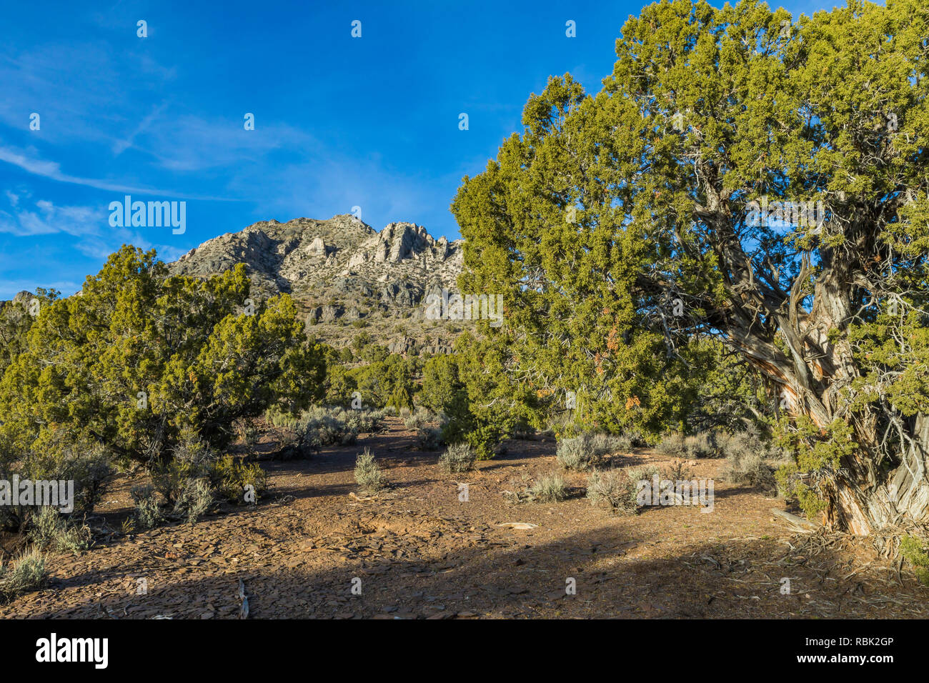 Pinyon-Juniper Wald Lage des Oak Springs Summit Trilobit fossiler sammeln, auf BLM Land entlang der Autobahn 93 in Nevada, USA Stockfoto