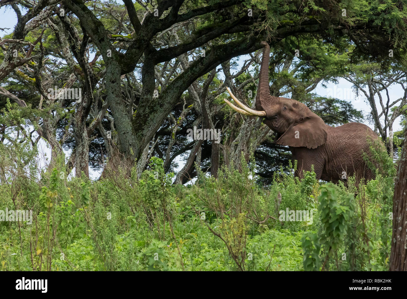 Afrikanischer Elefant (Loxodonta africana) Stier Fütterung auf eine Akazie in der Ngorongoro Conservation Area, Tansania Stockfoto