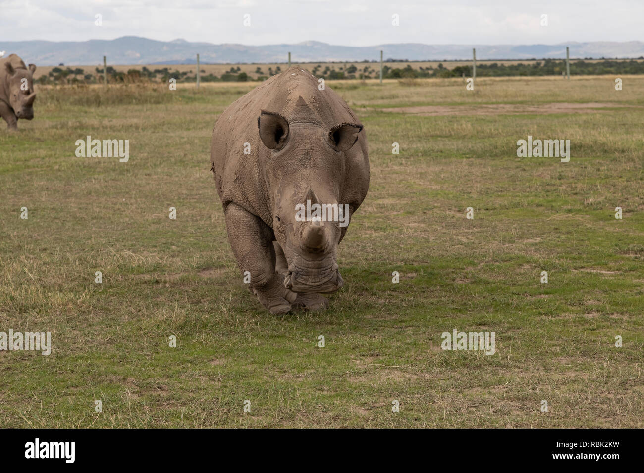 Nördlichen weißen Nashörner (Rhinocerotidae) Arten) Weibliche wandern in den gefährdeten Arten Gehäuse, Ol Pejeta Conservancy, Kenia. Einer der l Stockfoto