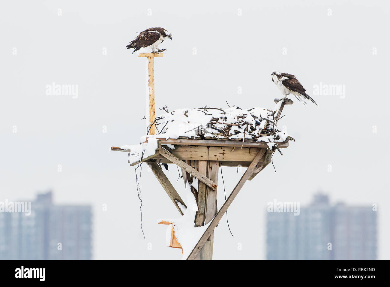 Osprey Paar auf Plattform auf einem frühen Frühling Schnee Tag Stockfoto