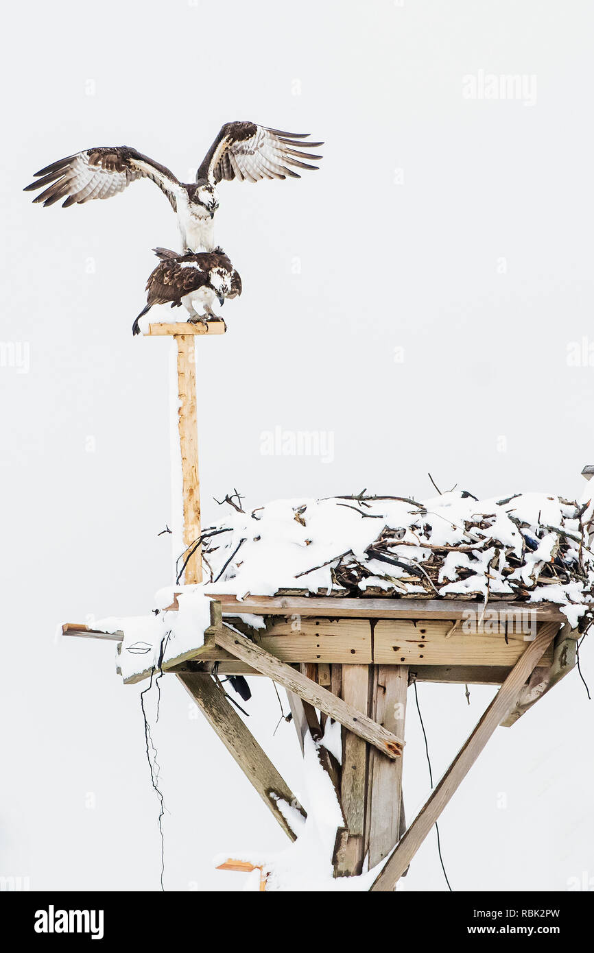 Paarung Fischadler und Osprey Plattform auf einem Anfang April Snow Day Stockfoto