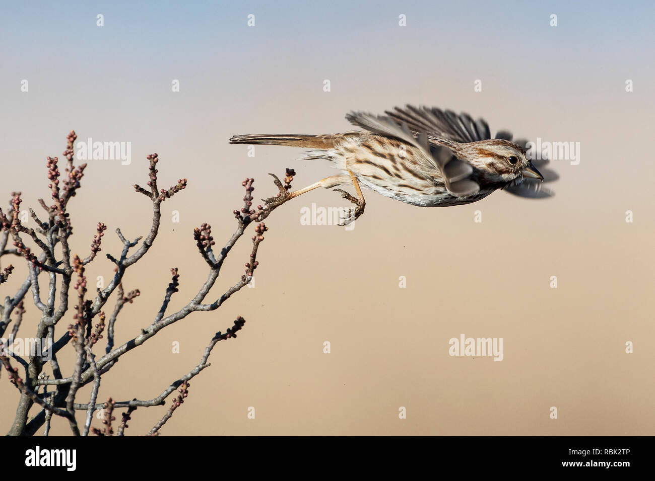 Song sparrow Flug auf einem Anfang April Morgen Stockfoto