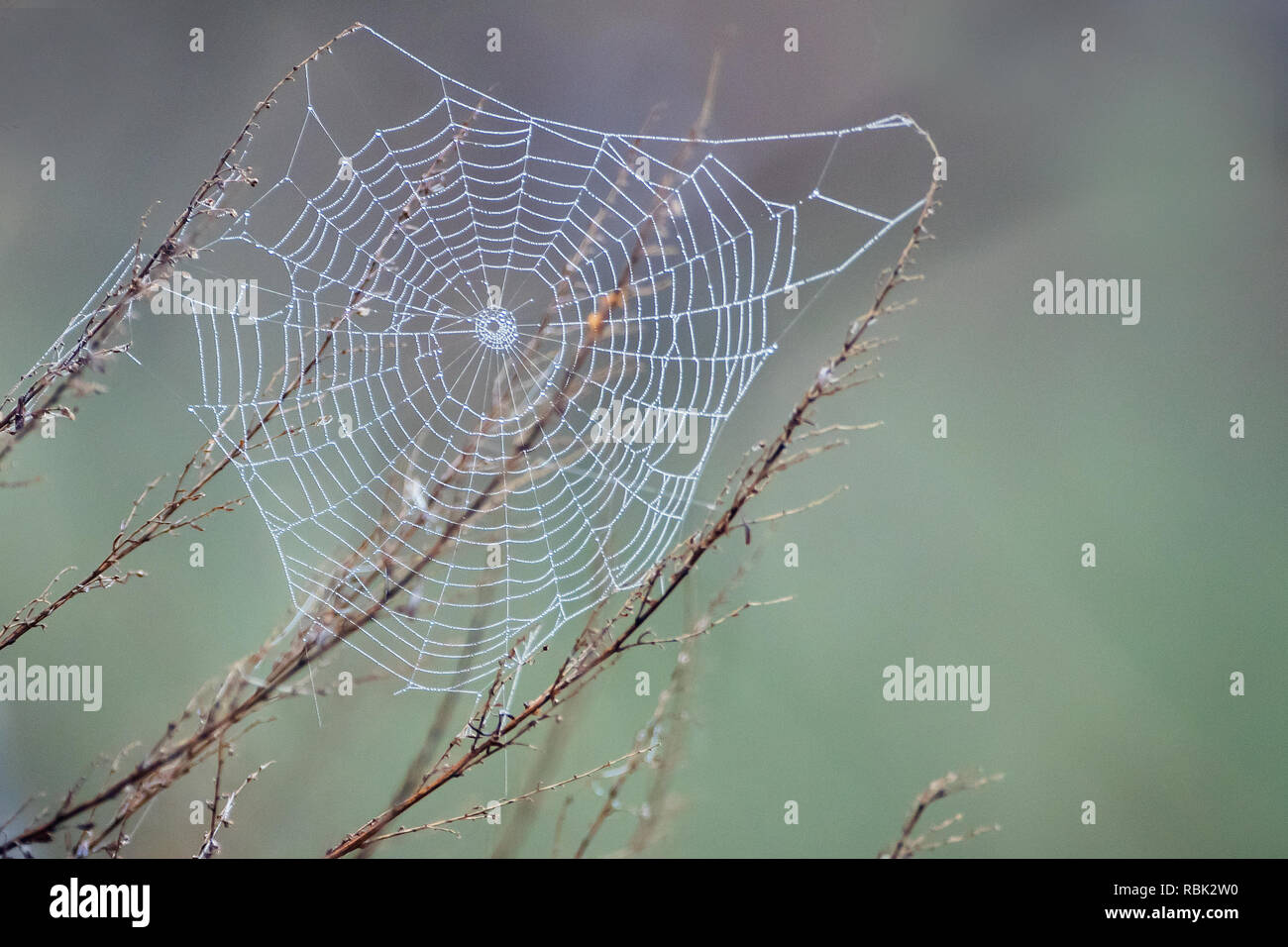 Orb spider web auf einem Ende April Morgen Stockfoto