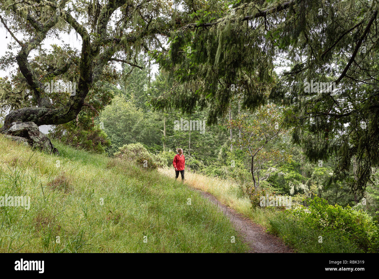 Eine Frau Wanderer sieht aus die Aussicht zu genießen beim Wandern die Dipsea Trail im Muir Woods National Monument. Stockfoto