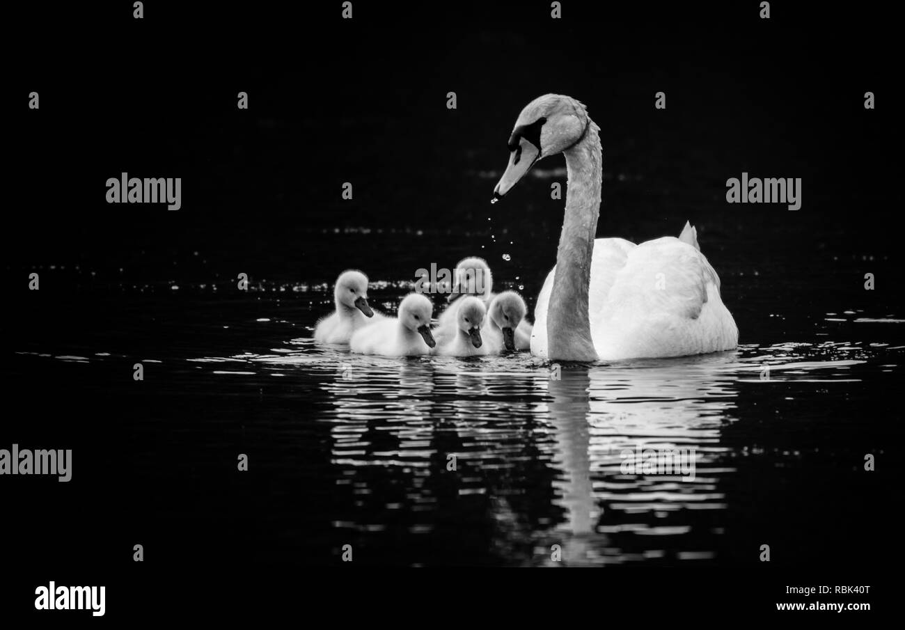 Höckerschwan (Cygnus olor) mit fünf jungen Schwäne (CYGNETS) auf sonniger Frühlingstag in ruhigem Wasser, Schwarz und Weiß Stockfoto