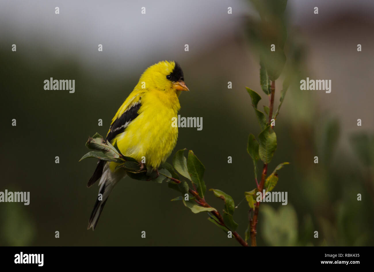 Gelbe goldfinch Sitzstangen auf Ast an einem Sommertag bei Lafarge Wiesen in Fish Creek Park, Calgary, Alberta, Kanada Stockfoto