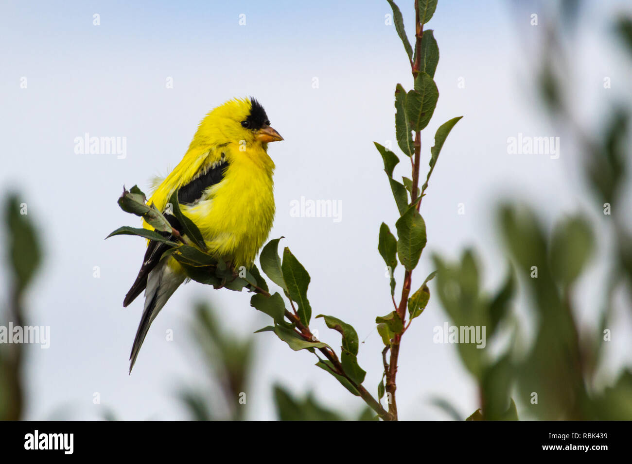 Gelbe goldfinch Sitzstangen auf Ast an einem Sommertag bei Lafarge Wiesen in Fish Creek Park, Calgary, Alberta, Kanada Stockfoto