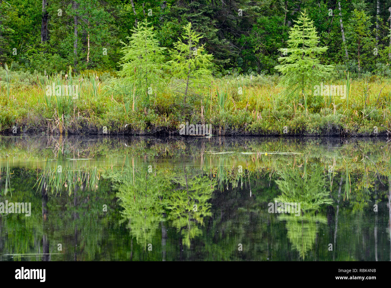 Borealer Wald Reflexionen in Antrim See, Halfway Lake Provincial Park, Ontario, Kanada Stockfoto