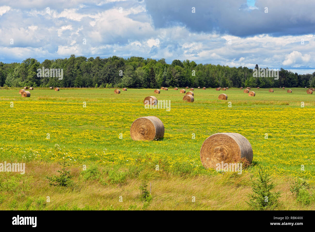 Heu Brötchen liegen in einem Feld mit blühenden Aubergine, Eierfrucht Sault Ste. Marie, Michigan, USA Stockfoto