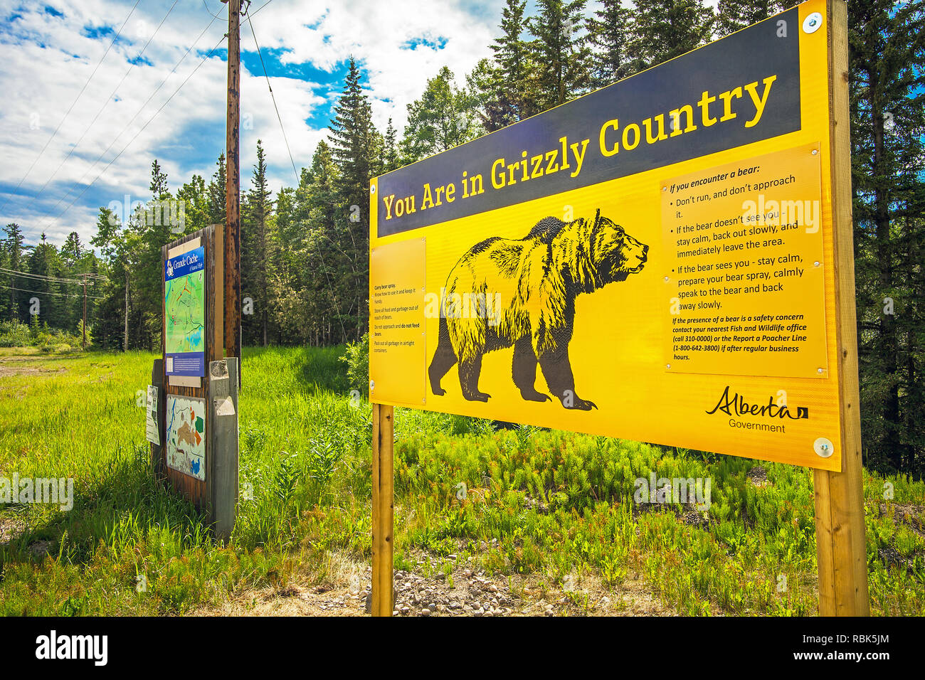 Grande Cache Alberta Kanada am 22. Juni 2018 Warnung von Grizzlybaer in Stockfoto