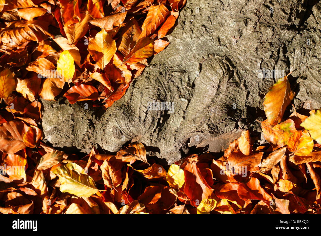 Alten knorrigen Baumstamm, bunte Blätter im Herbst auf dem Boden liegend, Deutschland, Europa ich Alter knorriger Baumstamm, buntes Herbstlaub auf dem Boden liegen Stockfoto