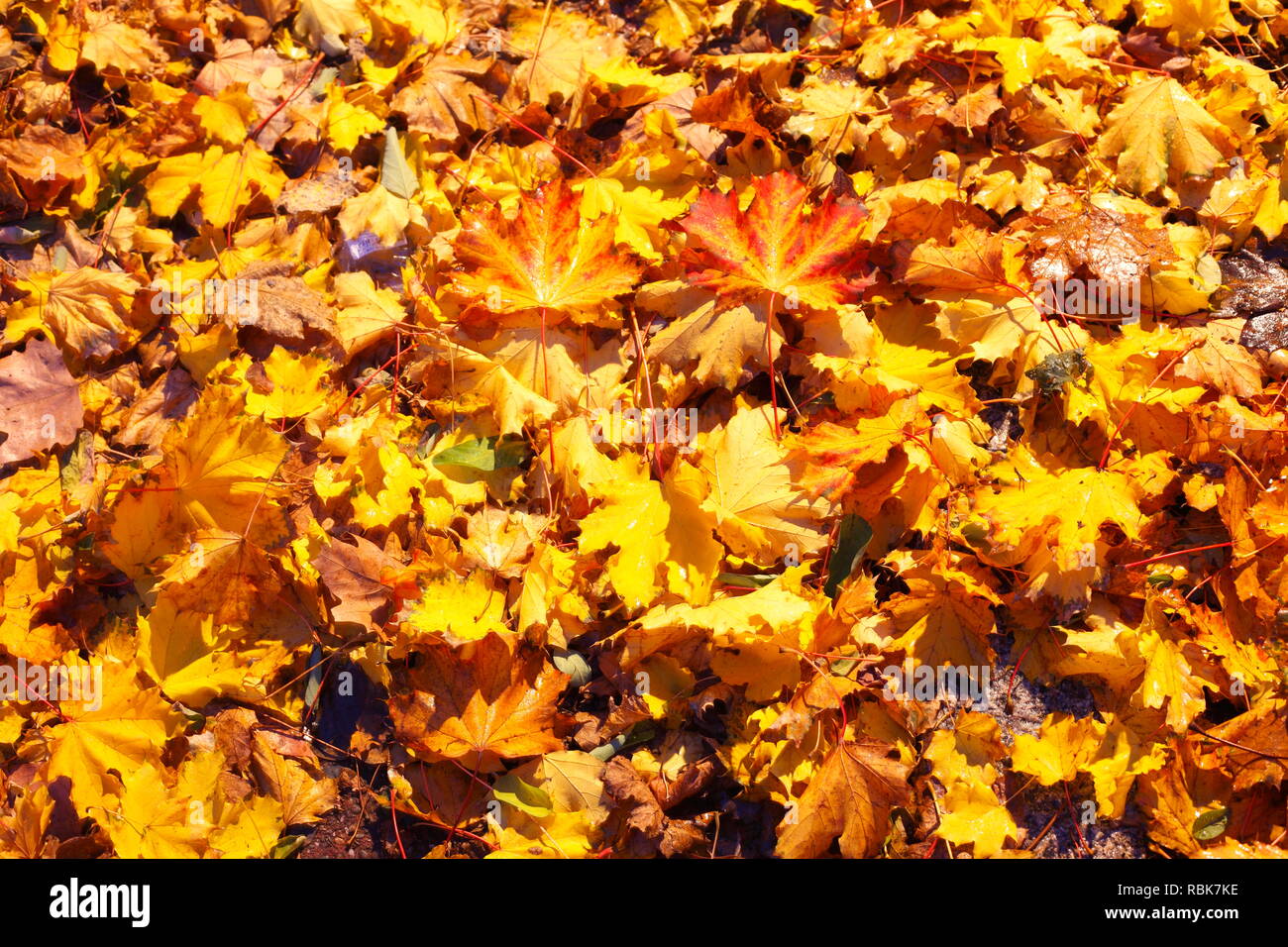 Ahornblätter, bunte Blätter im Herbst auf dem Boden liegend, Deutschland, Europa ich Ahornblätter, buntes Herbstlaub auf dem Boden liegend, Deutschland I Stockfoto