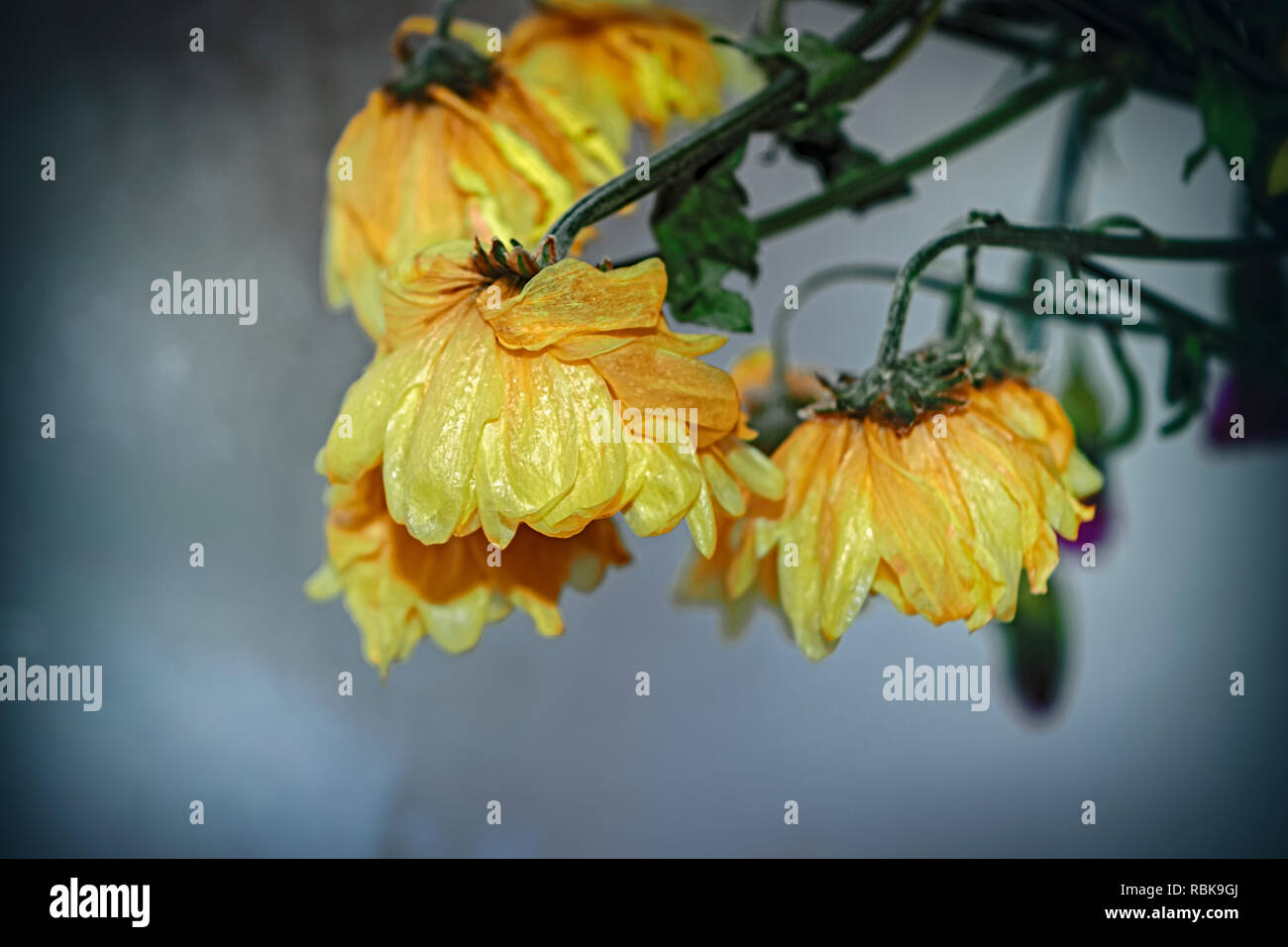 Blumenstrauß auf dem Hintergrund einer frostigen Fensterscheibe close-up verblasst Stockfoto