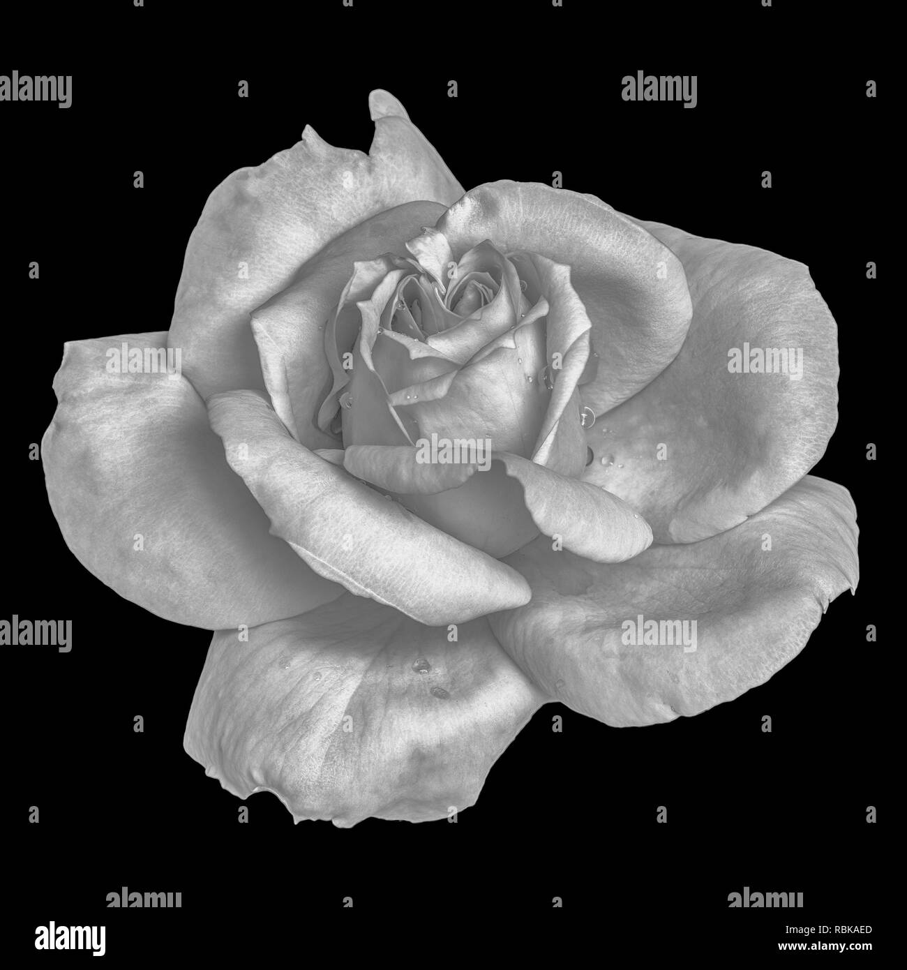 Einfarbig Schwarz und Weiß Kunst stillleben blumen Makro Blume Bild eines isolierten Rosenblüte mit Regenwasser drop amd detaillierte Textur Stockfoto