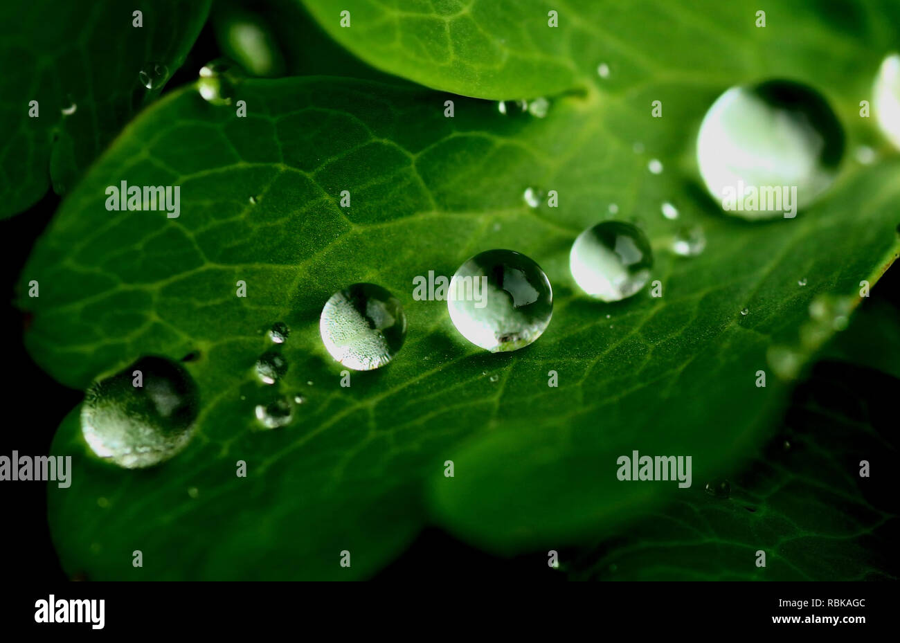 Wassertropfen auf Blatt Stockfoto