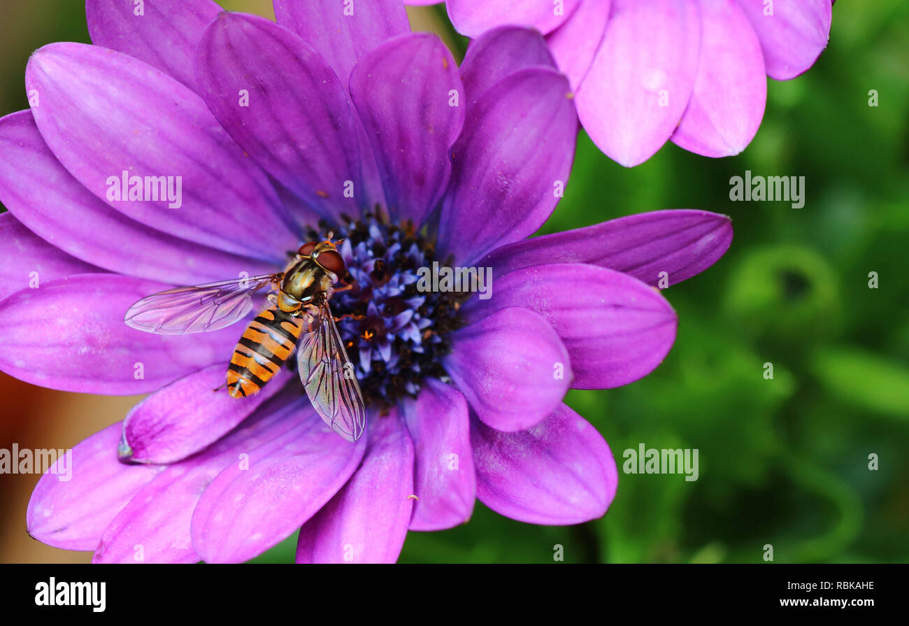 Hoverfly mit violetter Blüte im Garten mit verschwommem Hintergrund Stockfoto