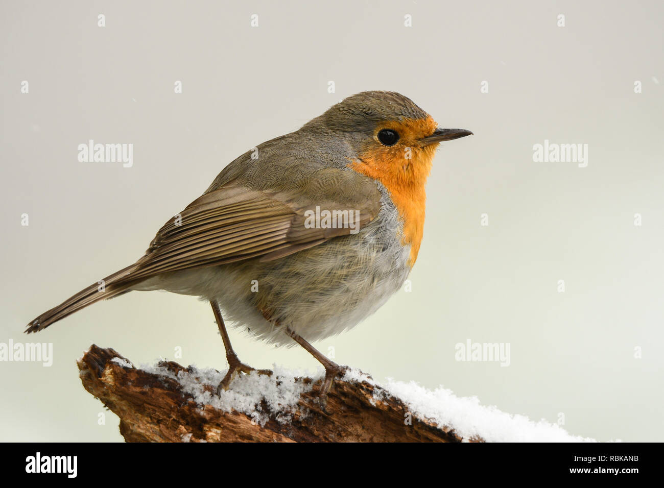 Rotkehlchen, Erithacus rubecula Stockfoto