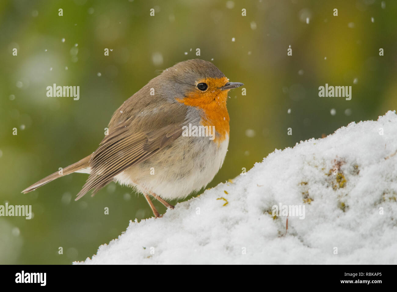 Rotkehlchen, Erithacus rubecula Stockfoto