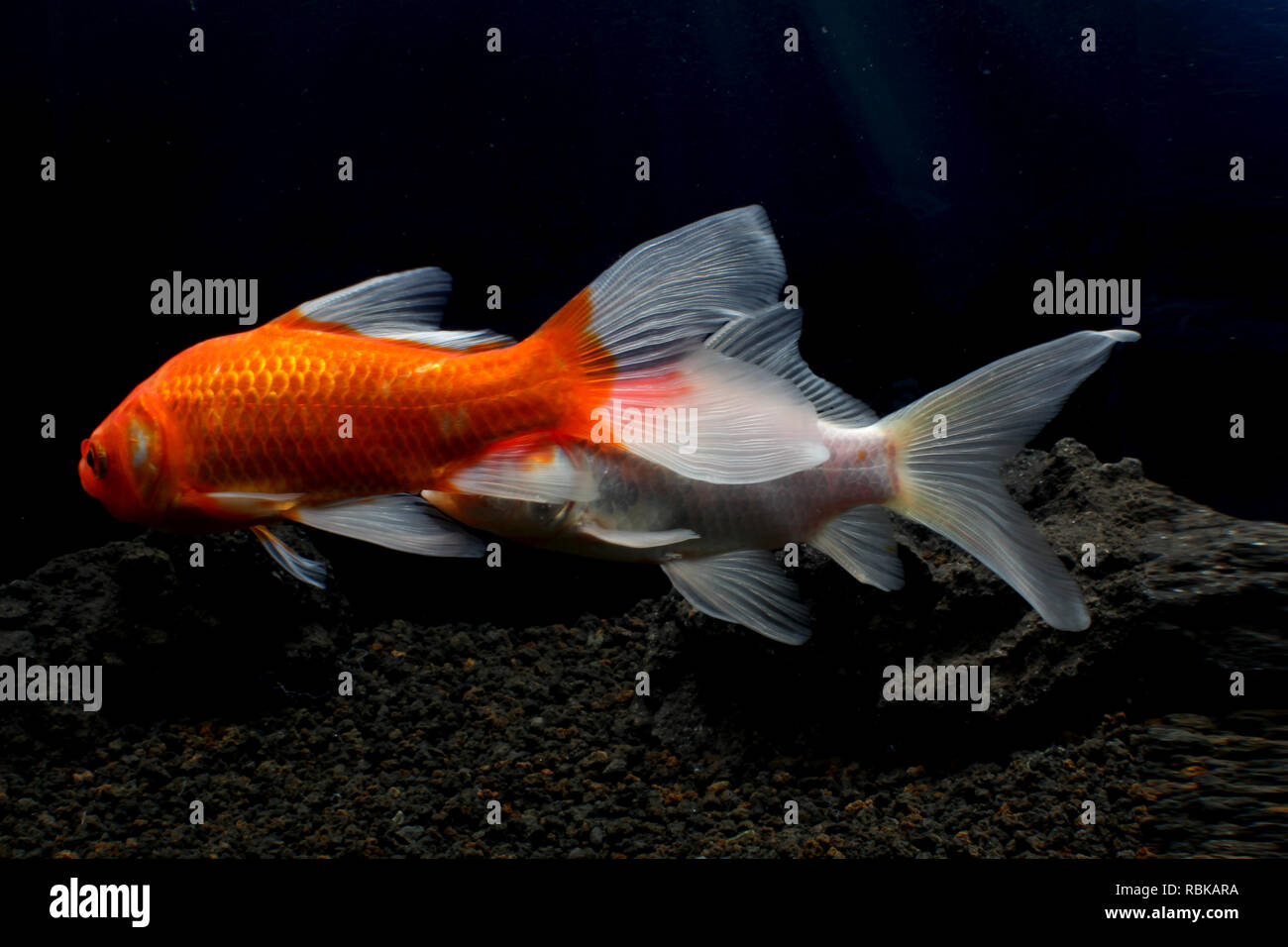Fisch in einem teich Fotos und Bildmaterial in hoher Auflösung Alamy