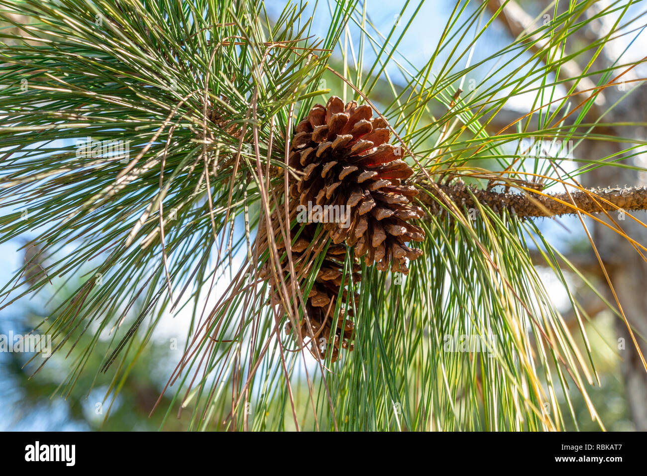 Südflorida Schrägstrich Kiefer (Pinus elliottii densa) Kegel closeup - Pine Island Ridge Natural Area, Davie, Florida, USA Stockfoto