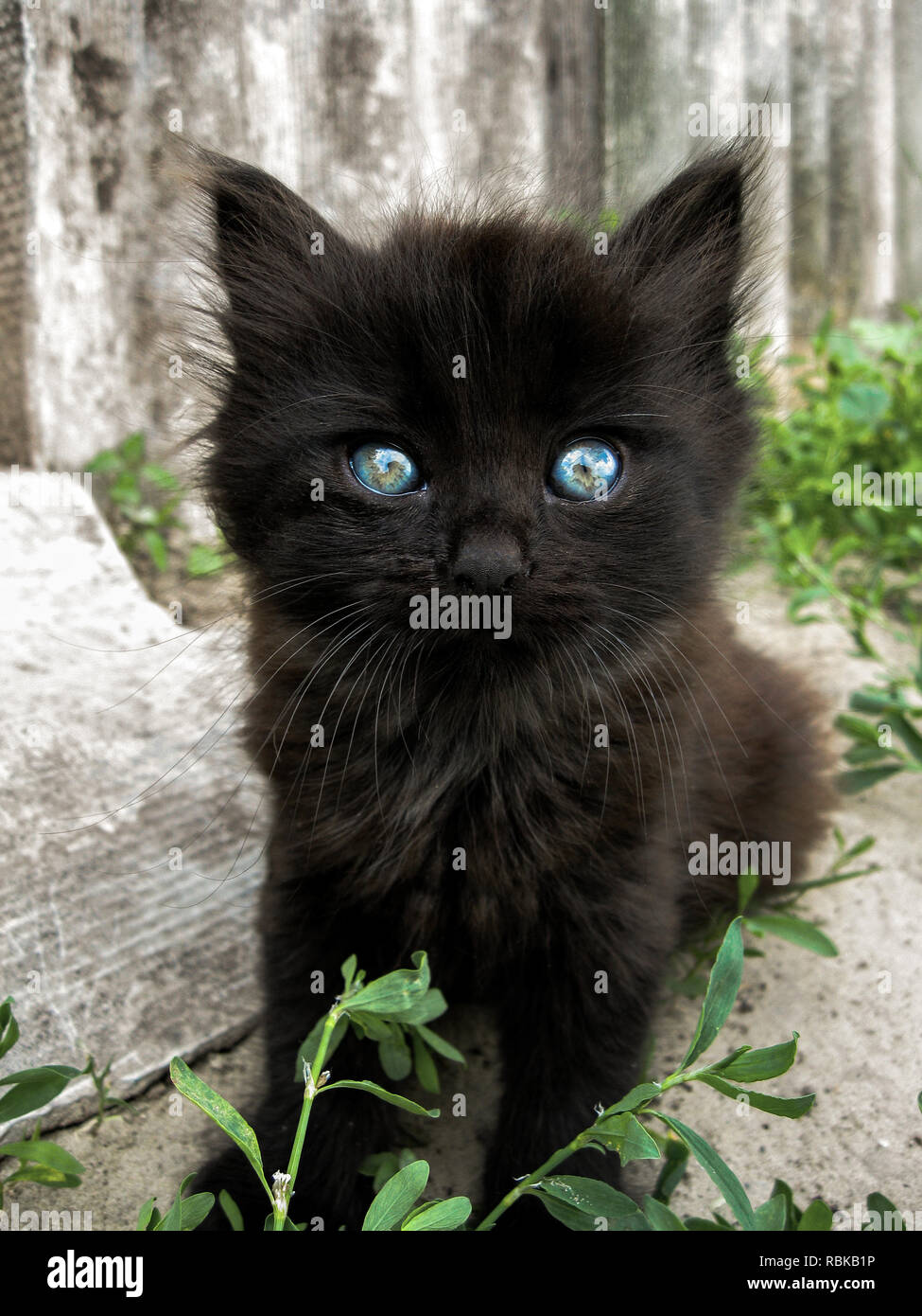 Schwarze Katze Mit Blauen Augen Auf Die Hellen Grauen