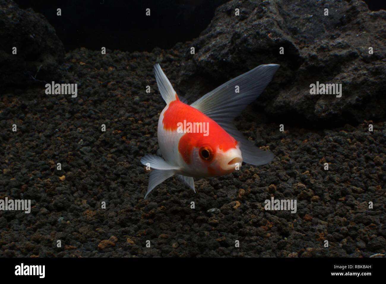 Fisch in einem teich Fotos und Bildmaterial in hoher Auflösung Alamy