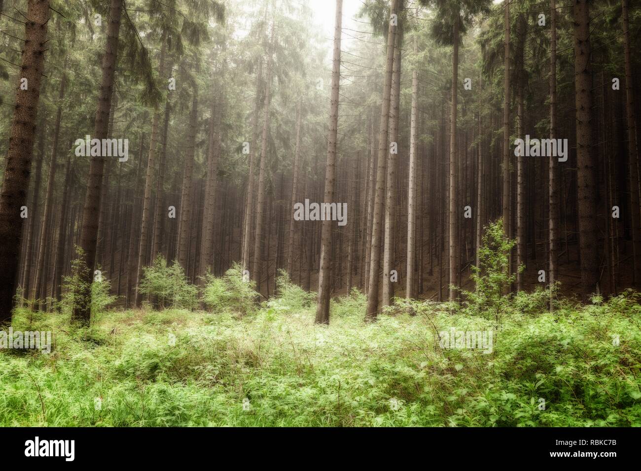 Märchenwald mit einem nebligen Himmel und endlose Bäume Stockfoto