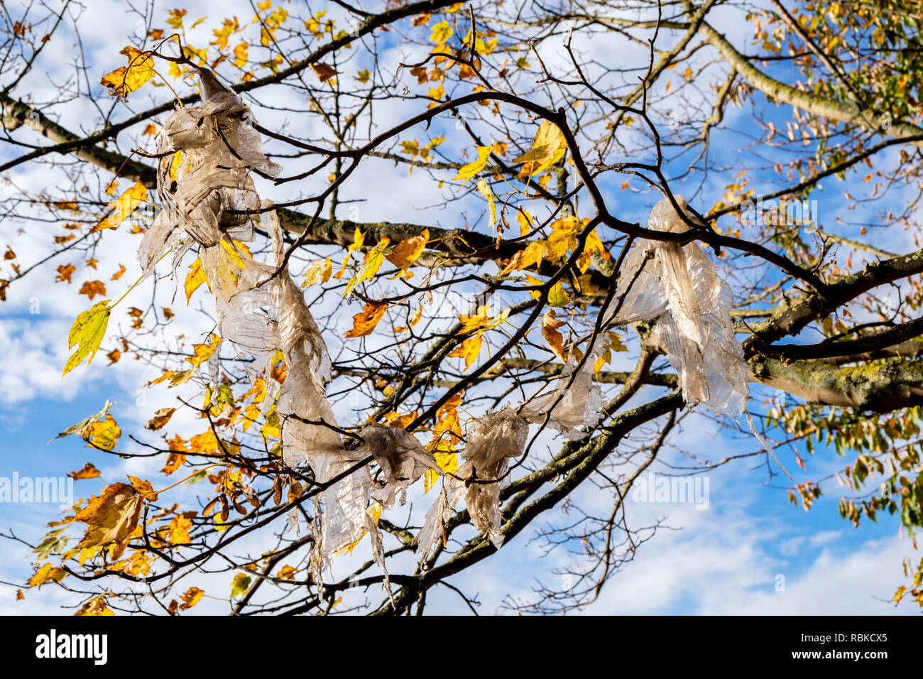 Plastik Müll. Kunststoffabfälle Blätter hängen von den Ästen eines Baumes, die Verschmutzung der Umwelt, Nottingham, England, Großbritannien Stockfoto