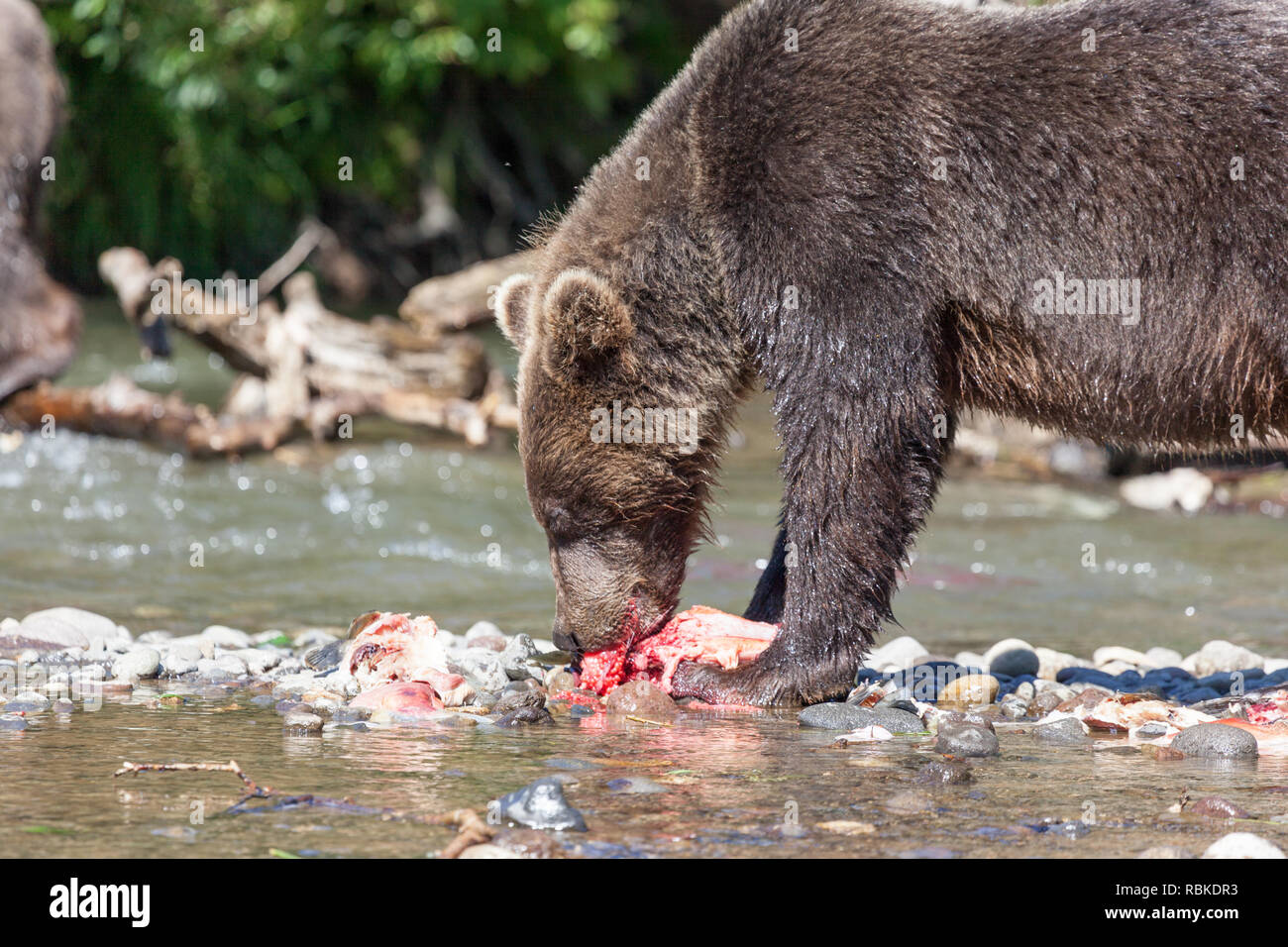 Bear grizzly Essen Angeln fischen Lachs auf kuril See in Kamtschatka, Russland Stockfoto