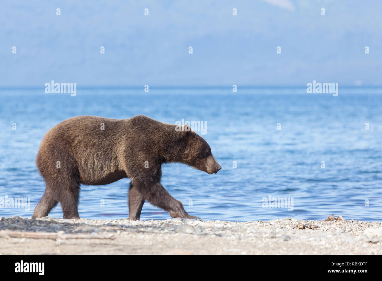 Eine braune Bärin grizzly Ursus arctos Spaziergänge gegen einen blauen Kuril See. Kronotsky Nature Reserve. Kamtschatka. Russland Stockfoto