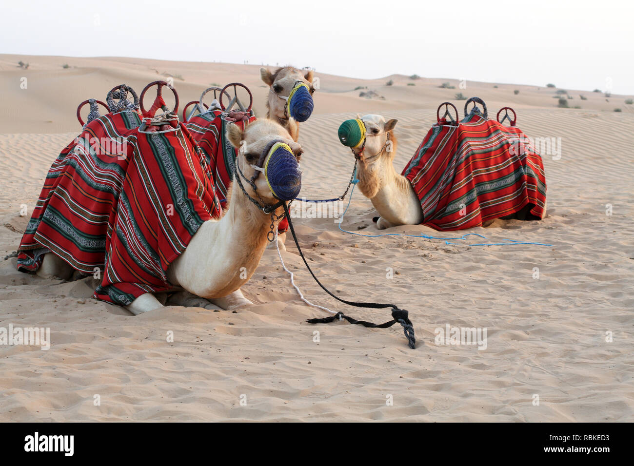 Kamele, für die Reise ausgestattet und mit einem Tuch eingerichtet und liegen auf dem Sand in der Wüste. Am frühen Abend Stockfoto