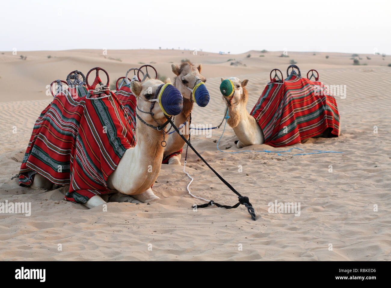 Kamele, für die Reise ausgestattet und mit einem Tuch eingerichtet und liegen auf dem Sand in der Wüste. Am frühen Abend Stockfoto