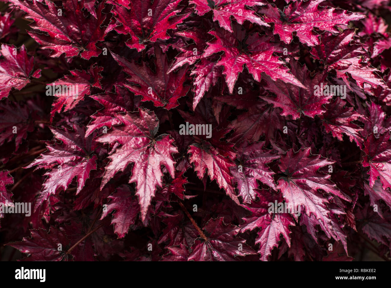 Die Blume von Begonia, die Lila Blätter von Begonia, die scharfe Blatt.  Blumen von Begonia close-up Stockfotografie - Alamy