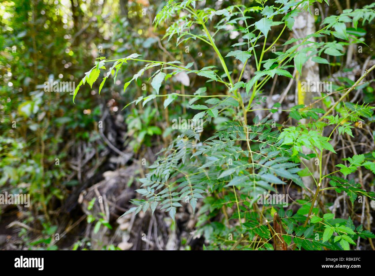 Niembaum Azadirachta indica wächst als invasive Arten in Cape Hillsborough National Park, Queensland, Australien Stockfoto