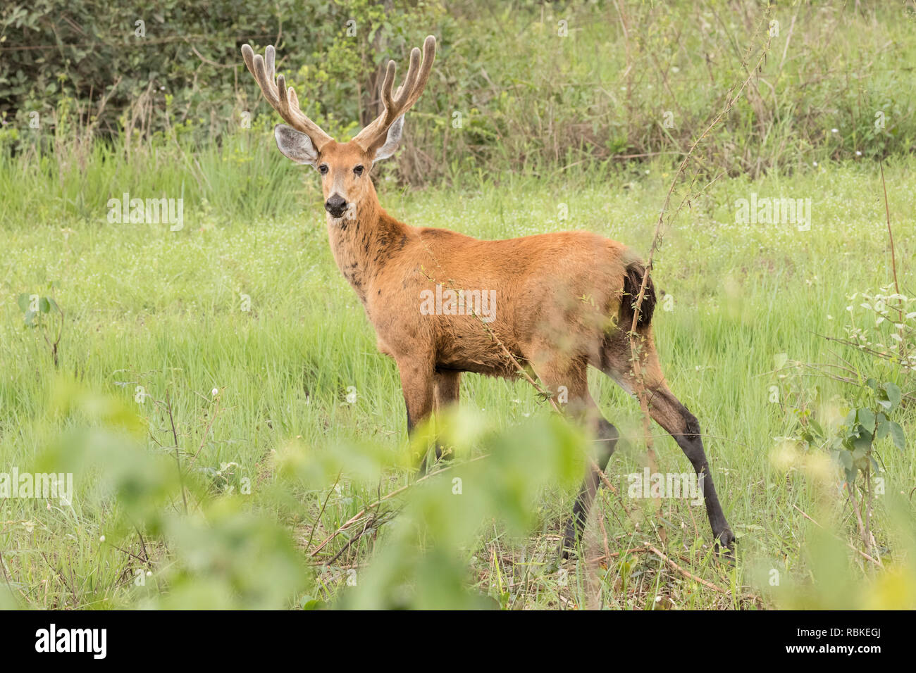 Marsh Rotwild Stockfoto