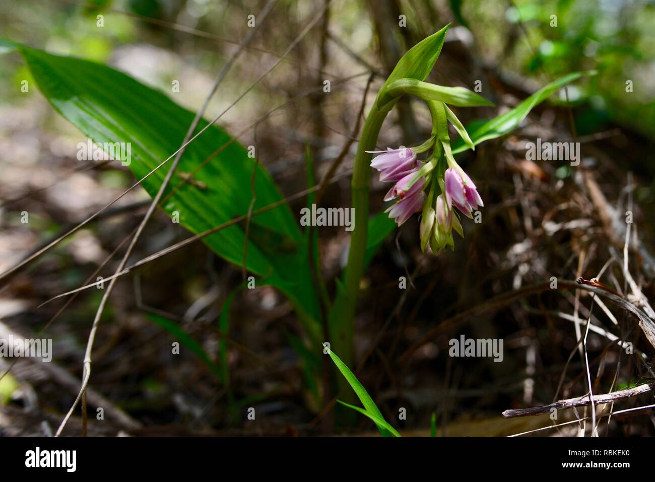 Rosa Blume, Wandern durch Cape Hillsborough National Park, Queensland, Australien Stockfoto