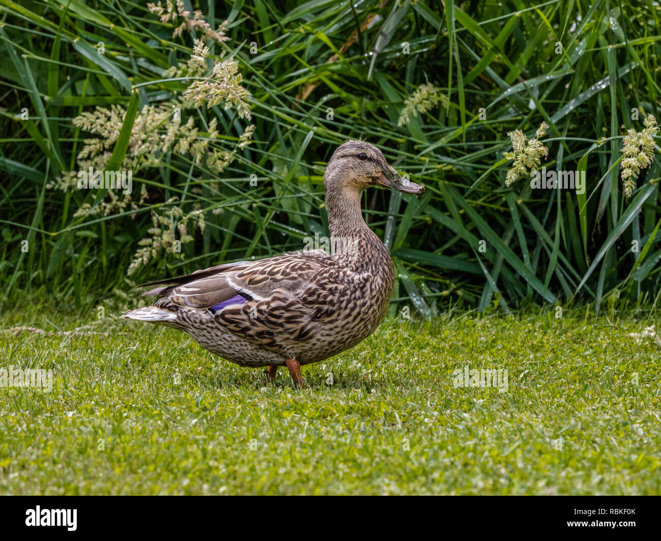 Stockente im Garten Stockfoto