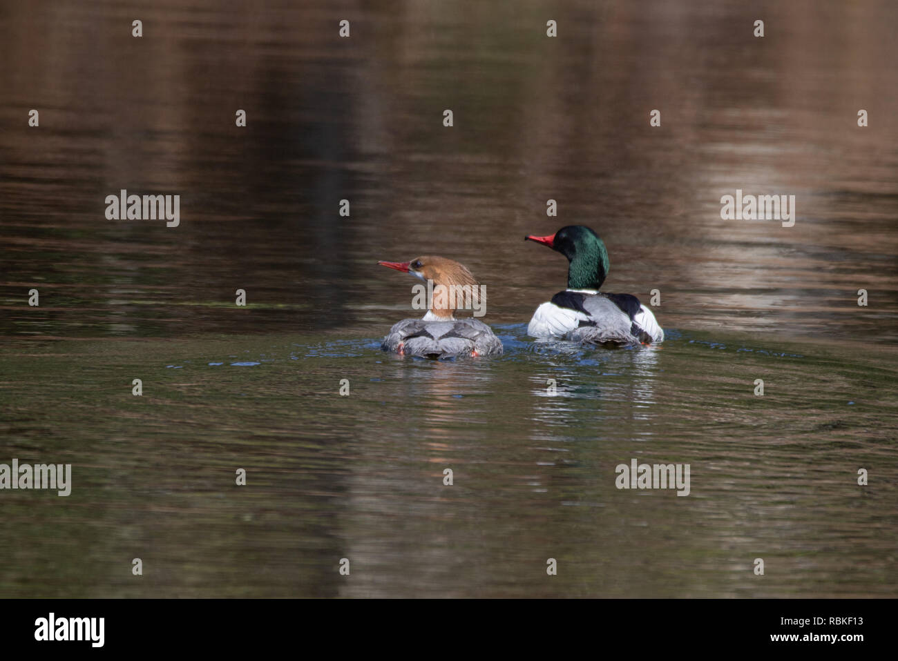 Gemeinsame merganser (Mergus Merganser) Paar schwimmen in einem See Stockfoto