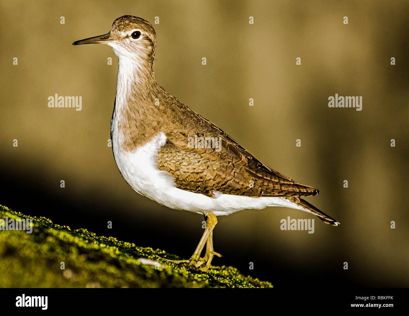 Flussuferläufer durch den Fluss Stockfoto