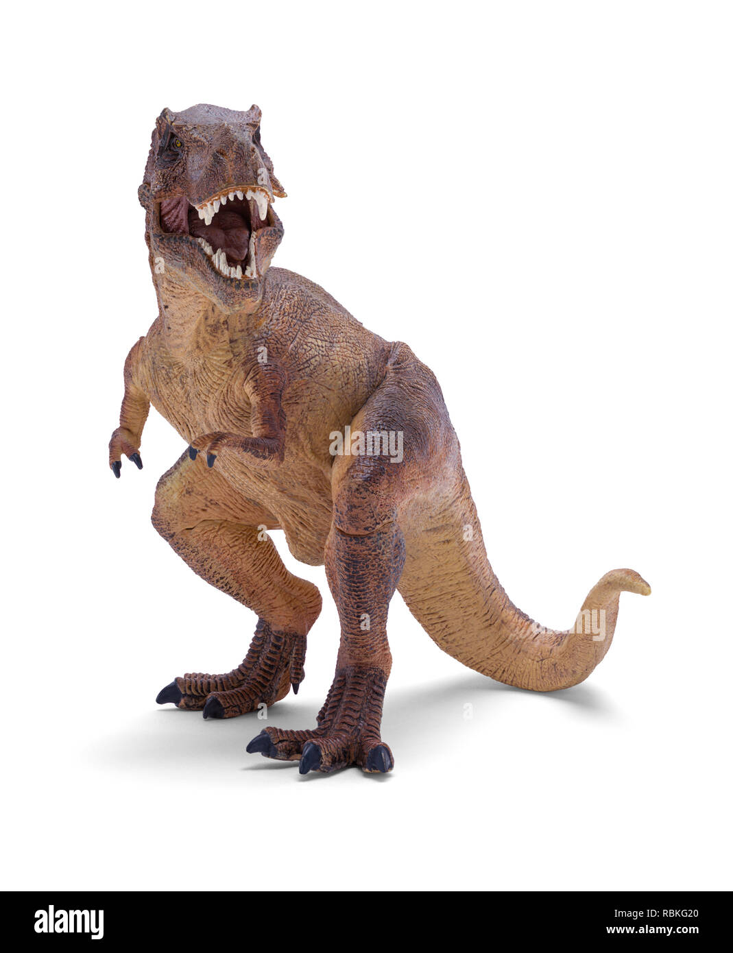 T-Rex Dinosaurier Spielzeug Vorne isoliert auf weißem Hintergrund  Stockfotografie - Alamy
