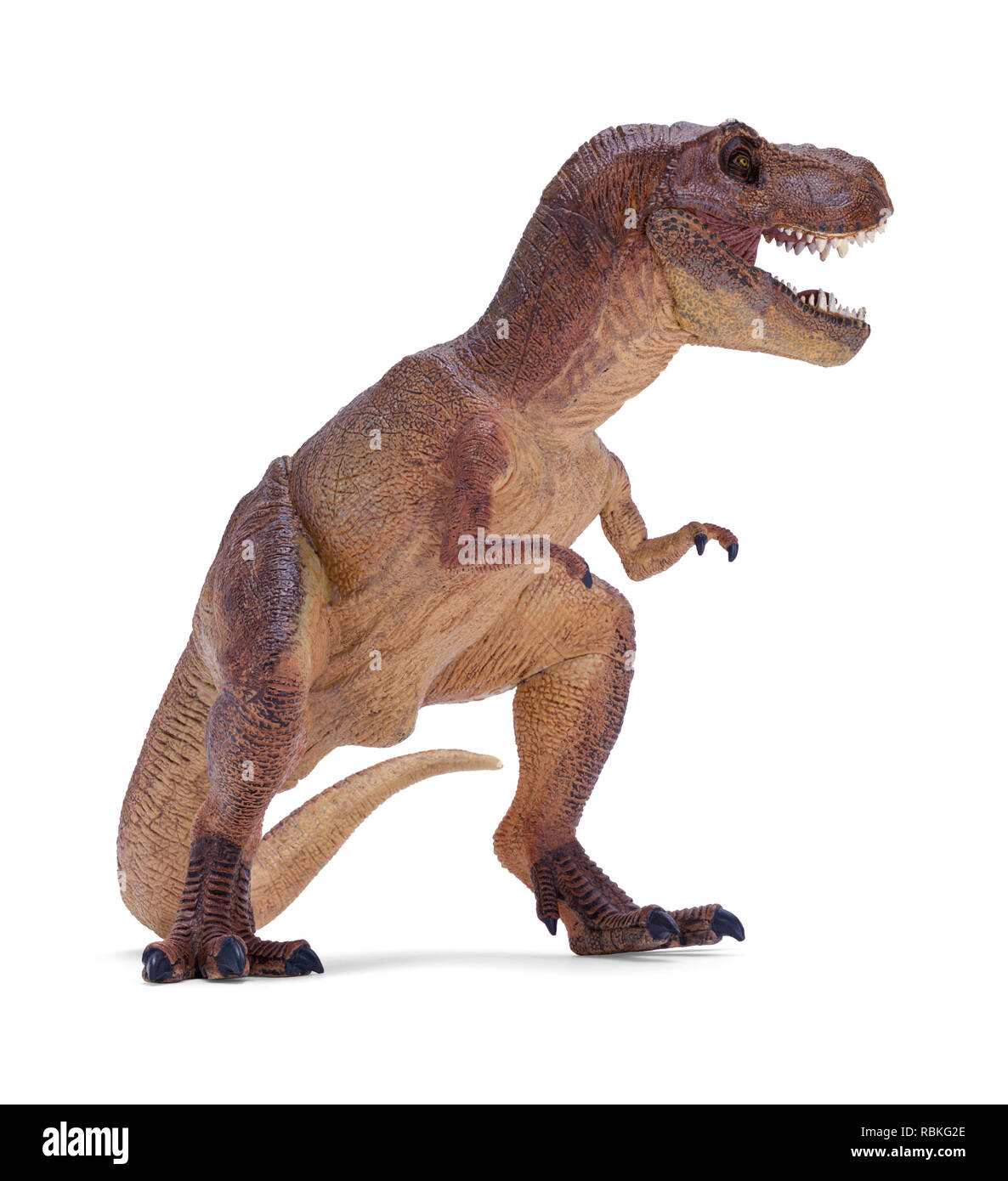 Roaring T-Rex Dinosaurier isoliert auf weißem Hintergrund. Stockfoto