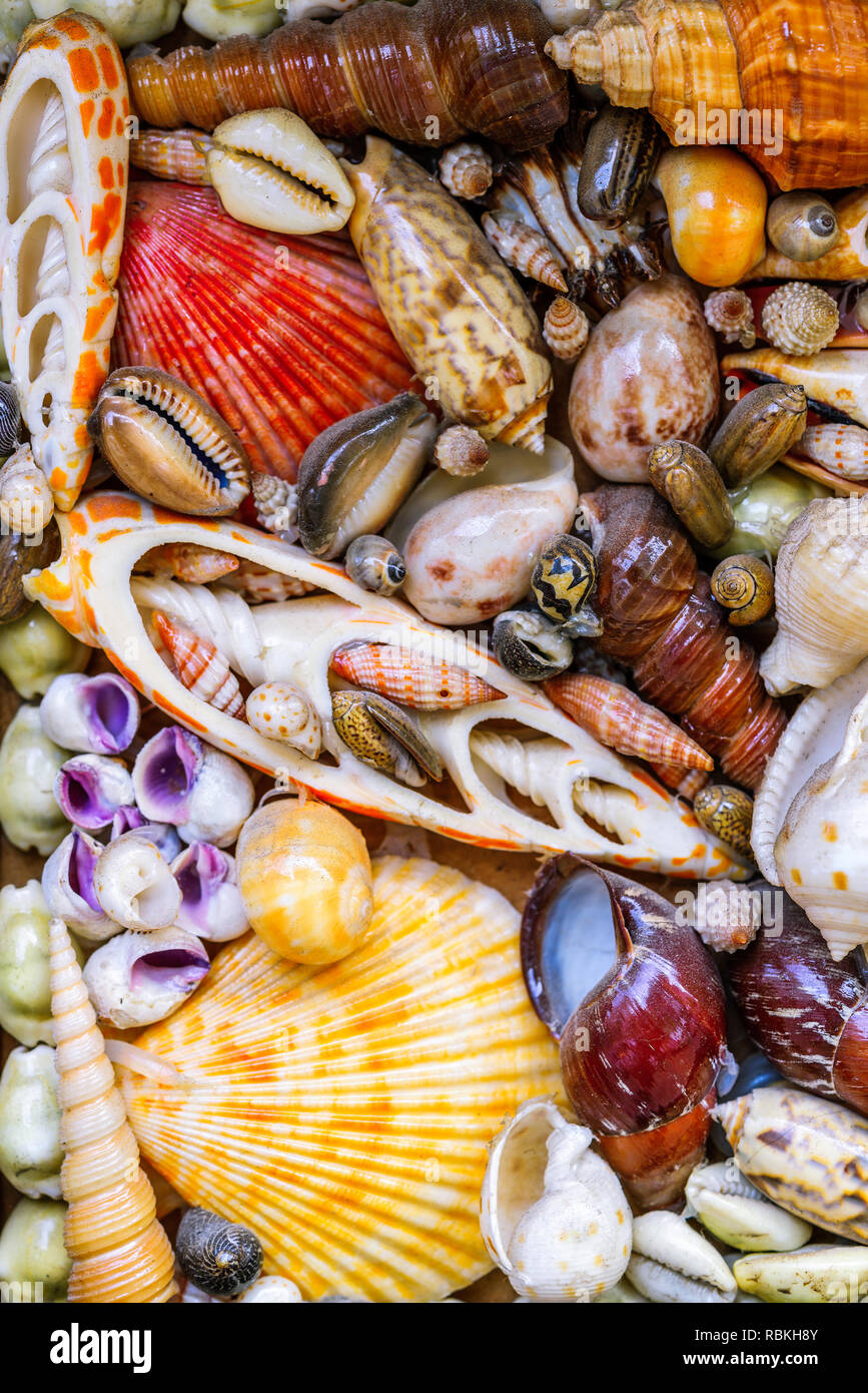 Toten Meer Tiere Trocknen und Muscheln auf Wand Foto Stockfoto