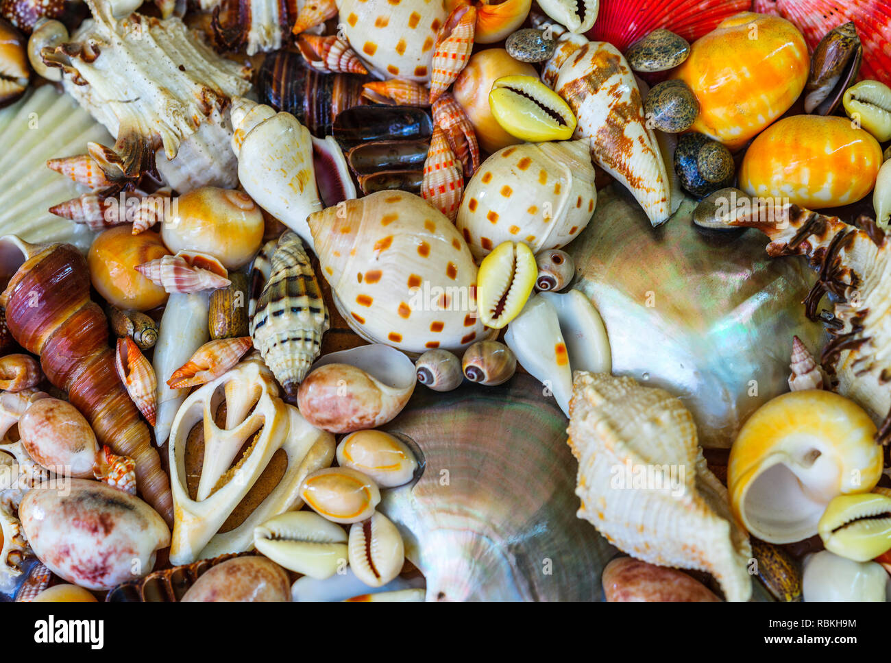 Toten Meer Tiere Trocknen und Muscheln auf Wand Foto Stockfoto