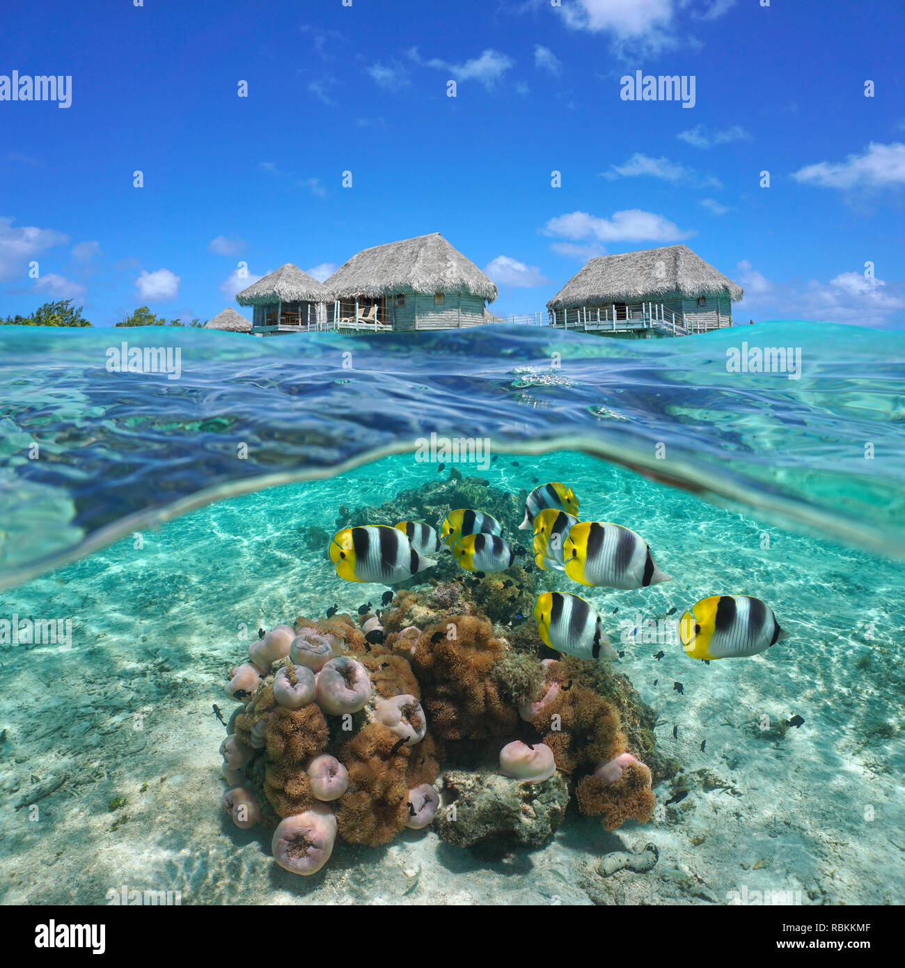 Strohgedeckte Bungalows über dem Wasser mit bunten tropischen Fischen und Seeanemonen Unterwasser, geteilte Ansicht Hälfte oberhalb und unterhalb der Wasseroberfläche, Französisch Polynesien Stockfoto